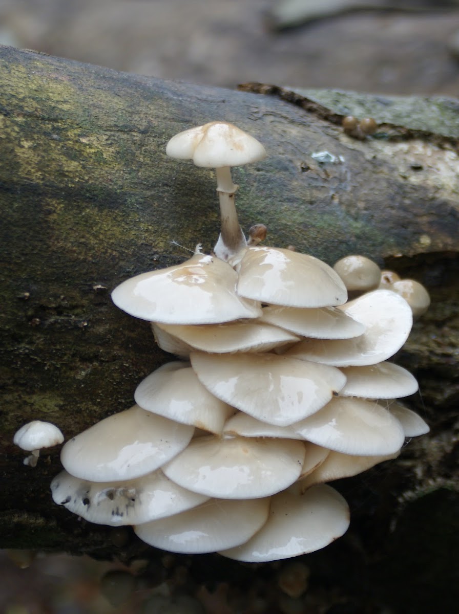 Porcellain Fungus/Porcelein Zwam