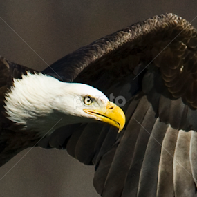 The Hunter by Rod Schrader - Animals Birds