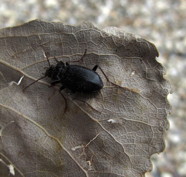 Black Clock Beetle Project Noah