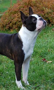 How to install Boston Terriers Jigsaw Puzzle 1.0 apk for bluestacks