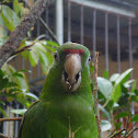 Crimson Fronted Parakeet