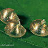 Leaf-footed Bug eggs