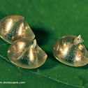 Leaf-footed Bug eggs