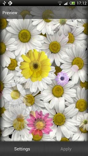 Daisies Live Wallpaper