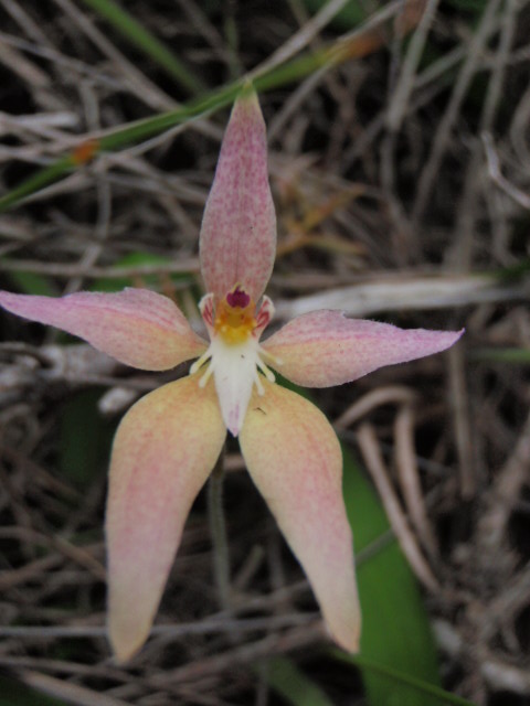 Bright Spider Orchid