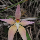 Bright Spider Orchid