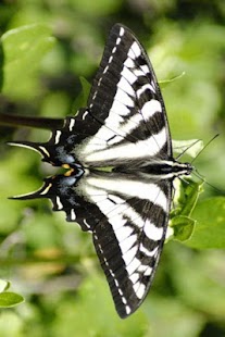 Butterfly Wallpaper Screenshots 18