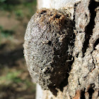 Emperor Gum Moth Cocoon