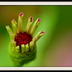 Zinnia