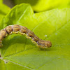 Great Winter Moth