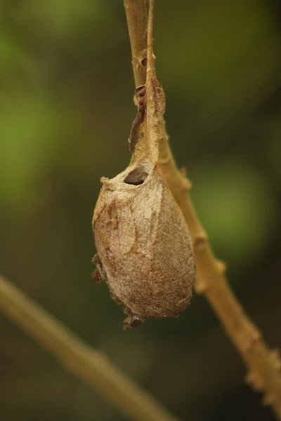 Polyphemus Moth Cocoon Project Noah