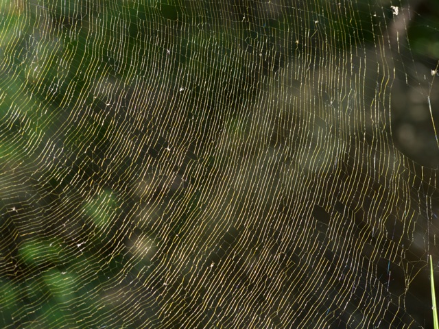 Golden Orb Weaver Spider Web