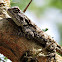 Southern tree agama (female)