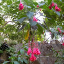 Bolivian Fuchsia