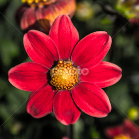Pink Flower by Dylan Barlow - Novices Only Flowers & Plants