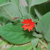 Silene rotundifolia