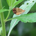 Pearl Crescent (Female)