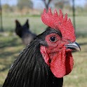 Poultry Keeper (Pocket Guide) logo