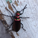 Nuttalls blister beetle