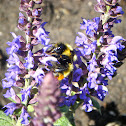 Red-belted Bumblebee