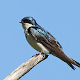 Tree Swallow Roosts in Southern Louisiana