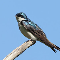 Tree Swallow Roosts in Southern Louisiana
