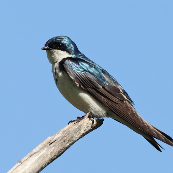 Tree Swallow Roosts in Southern Louisiana Project Noah