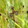 Calico Pennant Dragonfly (F)