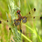 Calico Pennant Dragonfly (F)