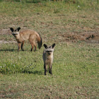 bat eared fox