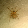 Red Cob-Web-Spider