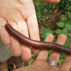 Laotian Giant Millipede