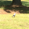 Australian magpie (white backed form)