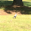 Australian magpie (white backed form)