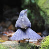 Blue Whistling-Thrush