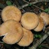 Honey Fungus