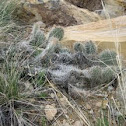 Prickly Pear Cactus