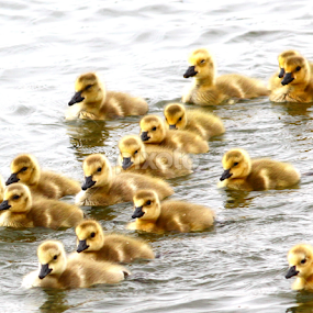 Tight Group by Brian Robinson - Animals Birds