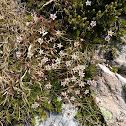Tolmie's saxifrage