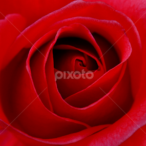 Valentine's Rose for u all... by Gautam Tarafder - Flowers Single Flower