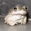 common indian toad