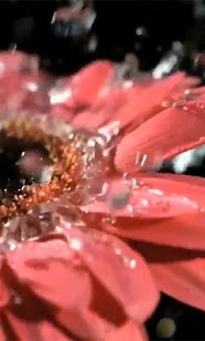 How to mod Beautiful flower wallpaper 2.0 unlimited apk for pc