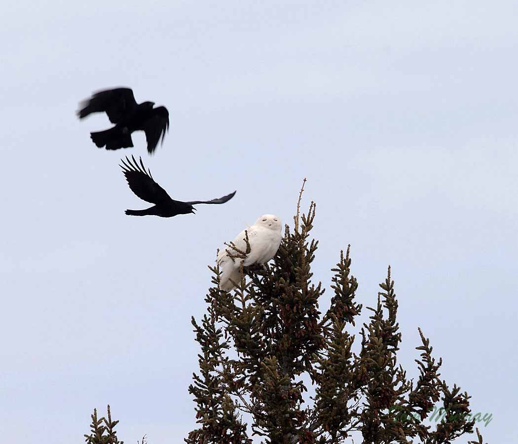 Snowy Owl (harassed by crows)