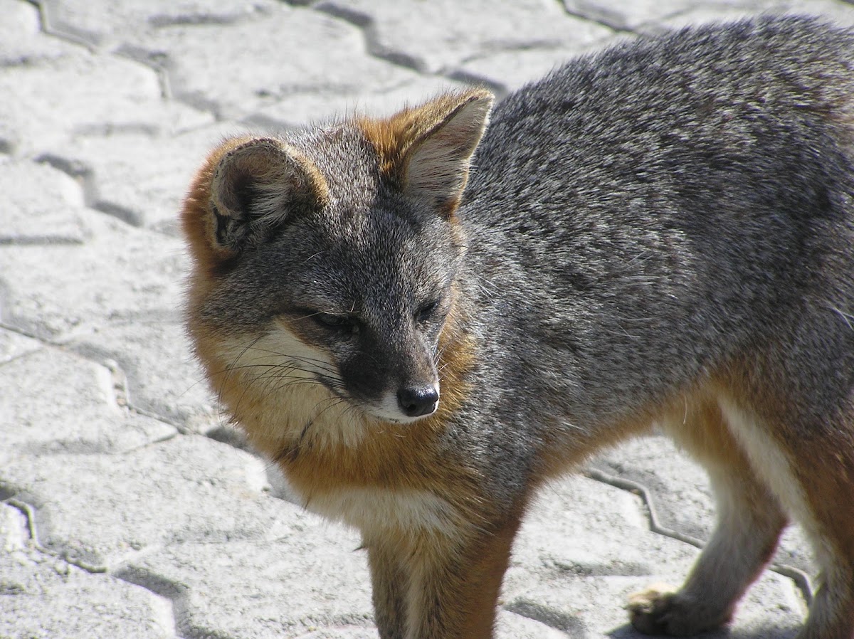 Island Fox (San Clemente Island Fox)