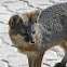 Island Fox (San Clemente Island Fox)