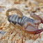 Cretan scorpion