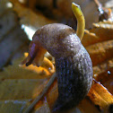 Baby slug