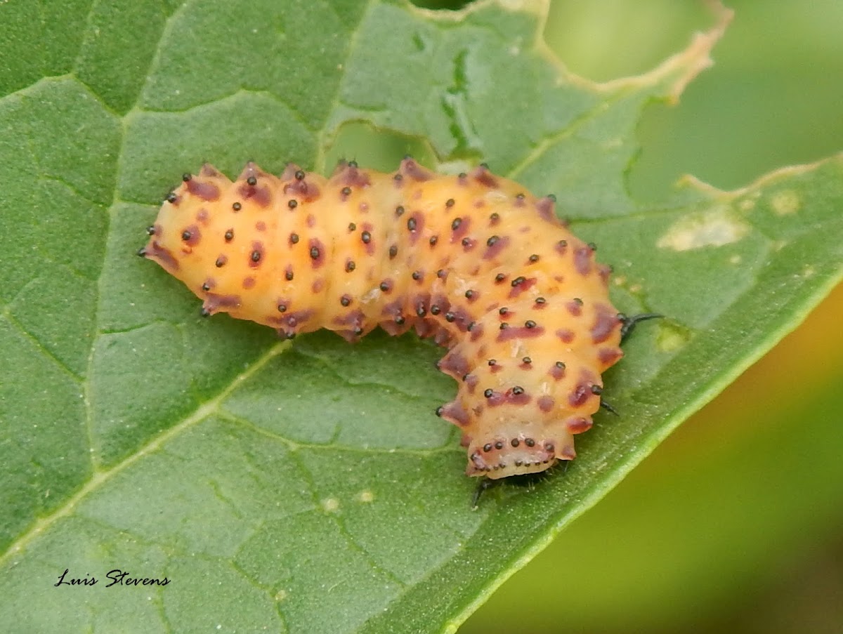 Shiny Flea Beetle Larva