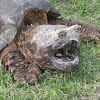 Alligator Snapping Turtle (Scratchy)