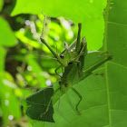 Mating grasshoppers